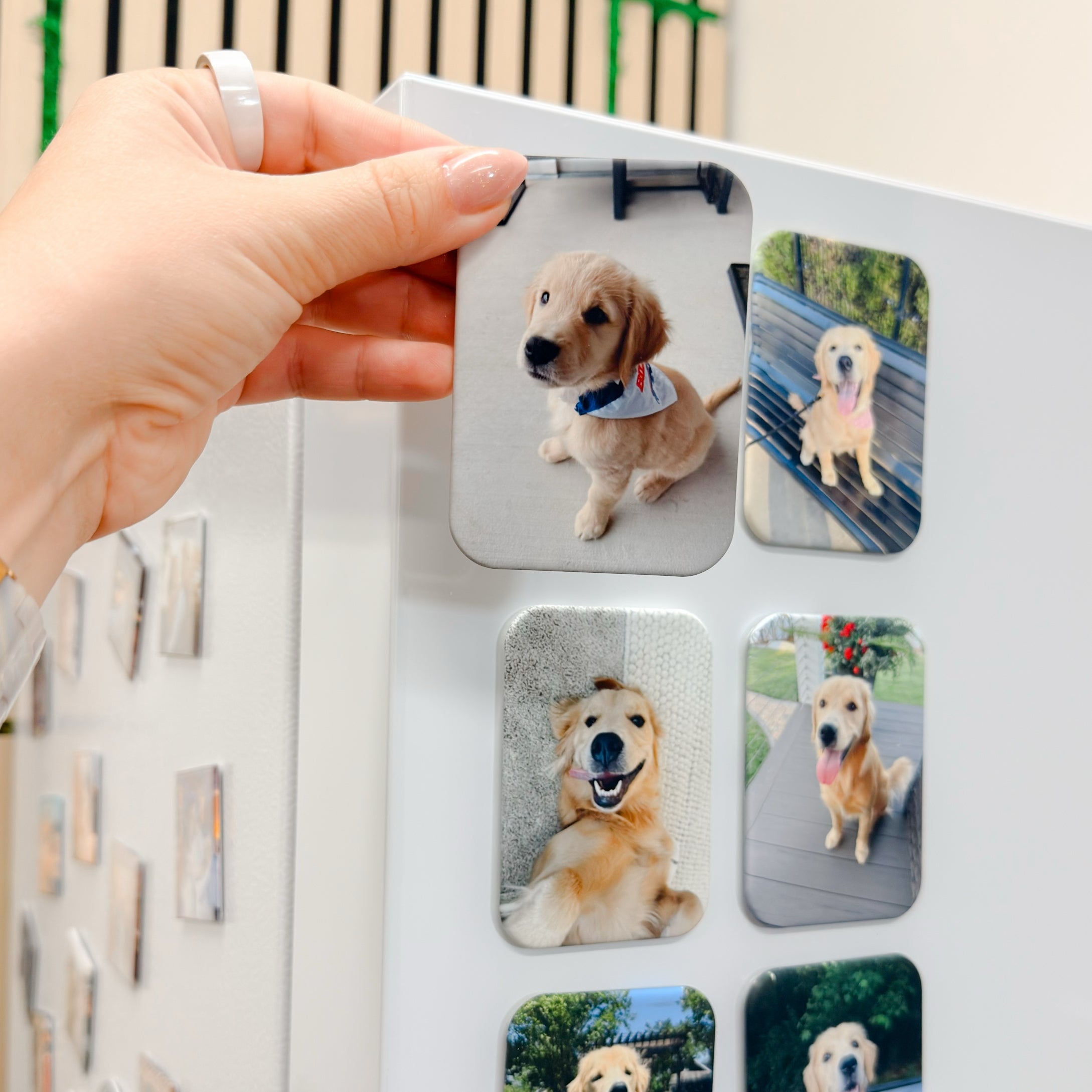 Velvet Personalized Pet Magnet, Fridge Decor &amp; Pet Lover Gift